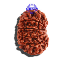 Load image into Gallery viewer, 10 Mukhi Nepalese Rudraksha - Bead No. 291