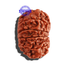 Load image into Gallery viewer, 10 Mukhi Nepalese Rudraksha - Bead No. 292