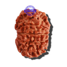 Load image into Gallery viewer, 10 Mukhi Nepalese Rudraksha - Bead No. 293