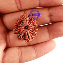Load image into Gallery viewer, 10 Mukhi Nepalese Rudraksha - Bead No 294