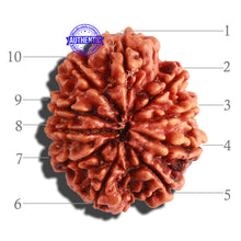 Load image into Gallery viewer, 10 Mukhi Nepalese Rudraksha - Bead No 294