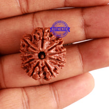 Load image into Gallery viewer, 10 Mukhi Nepalese Rudraksha - Bead No 295