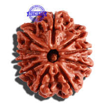Load image into Gallery viewer, 10 Mukhi Nepalese Rudraksha - Bead No 295