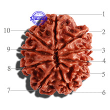 Load image into Gallery viewer, 10 Mukhi Nepalese Rudraksha - Bead No 295