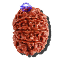 Load image into Gallery viewer, 10 Mukhi Nepalese Rudraksha - Bead No 295