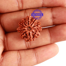 Load image into Gallery viewer, 10 Mukhi Nepalese Rudraksha - Bead No. 296