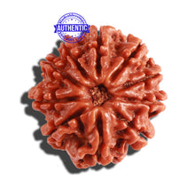 Load image into Gallery viewer, 10 Mukhi Nepalese Rudraksha - Bead No. 296