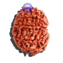 Load image into Gallery viewer, 10 Mukhi Nepalese Rudraksha - Bead No. 296