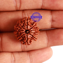 Load image into Gallery viewer, 10 Mukhi Nepalese Rudraksha - Bead No. 297