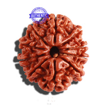Load image into Gallery viewer, 10 Mukhi Nepalese Rudraksha - Bead No. 297