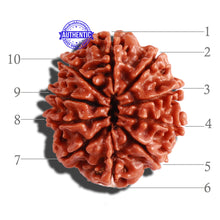 Load image into Gallery viewer, 10 Mukhi Nepalese Rudraksha - Bead No. 297