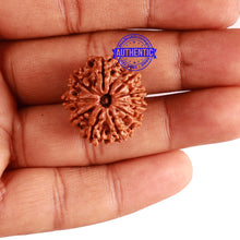 Load image into Gallery viewer, 10 Mukhi Nepalese Rudraksha - Bead No. 298