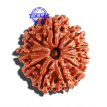 Load image into Gallery viewer, 10 Mukhi Nepalese Rudraksha - Bead No. 298