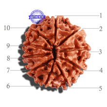 Load image into Gallery viewer, 10 Mukhi Nepalese Rudraksha - Bead No. 298