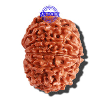 Load image into Gallery viewer, 10 Mukhi Nepalese Rudraksha - Bead No. 298