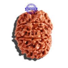 Load image into Gallery viewer, 10 Mukhi Nepalese Rudraksha - Bead No. 298