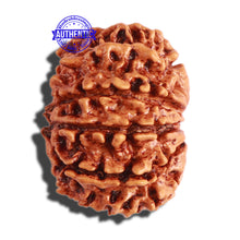Load image into Gallery viewer, 10 Mukhi Nepalese Rudraksha - Bead No 301