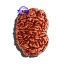 Load image into Gallery viewer, 10 Mukhi Nepalese Rudraksha - Bead No 302