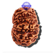Load image into Gallery viewer, 10 Mukhi Nepalese Rudraksha - Bead No 303