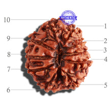 Load image into Gallery viewer, 10 Mukhi Nepalese Rudraksha - Bead No 304