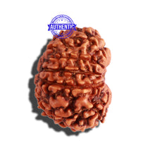 Load image into Gallery viewer, 10 Mukhi Nepalese Rudraksha - Bead No 304