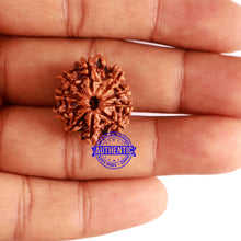 Load image into Gallery viewer, 10 Mukhi Nepalese Rudraksha - Bead No 305