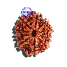 Load image into Gallery viewer, 10 Mukhi Nepalese Rudraksha - Bead No 305