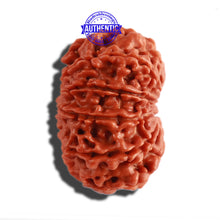 Load image into Gallery viewer, 10 Mukhi Nepalese Rudraksha - Bead No 306