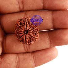Load image into Gallery viewer, 10 Mukhi Nepalese Rudraksha - Bead No 307