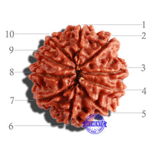 Load image into Gallery viewer, 10 Mukhi Nepalese Rudraksha - Bead No 308