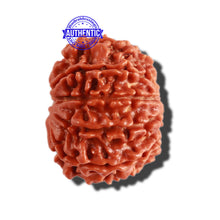 Load image into Gallery viewer, 10 Mukhi Nepalese Rudraksha - Bead No 308