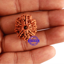 Load image into Gallery viewer, 10 Mukhi Nepalese Rudraksha - Bead No 309