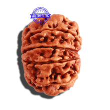 Load image into Gallery viewer, 10 Mukhi Nepalese Rudraksha - Bead No 309