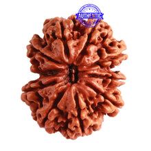 Load image into Gallery viewer, 10 Mukhi Nepalese Gaurishankar Rudraksha - Bead No. 310