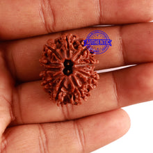 Load image into Gallery viewer, 10 Mukhi Nepalese Rudraksha - Bead No. 318