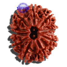 Load image into Gallery viewer, 10 Mukhi Nepalese Rudraksha - Bead No. 318