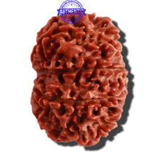 Load image into Gallery viewer, 10 Mukhi Nepalese Rudraksha - Bead No. 318