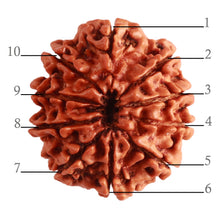 Load image into Gallery viewer, 10 Mukhi Nepalese Rudraksha - Bead No 319