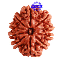 Load image into Gallery viewer, 10 Mukhi Nepalese Rudraksha - Bead No. 320