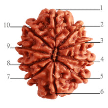 Load image into Gallery viewer, 10 Mukhi Nepalese Rudraksha - Bead No. 320