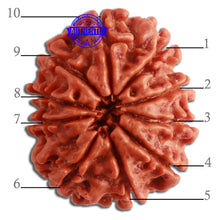 Load image into Gallery viewer, 10 Mukhi Nepalese Rudraksha - Bead No 321