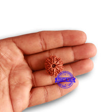 Load image into Gallery viewer, 10 Mukhi Nepalese Rudraksha - Bead No 322