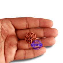 Load image into Gallery viewer, 10 Mukhi Nepalese Rudraksha - Bead No 323