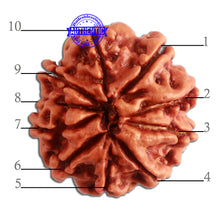Load image into Gallery viewer, 10 Mukhi Nepalese Rudraksha - Bead No 323