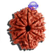 Load image into Gallery viewer, 10 Mukhi Nepalese Rudraksha - Bead No 324