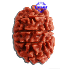Load image into Gallery viewer, 10 Mukhi Nepalese Rudraksha - Bead No 324