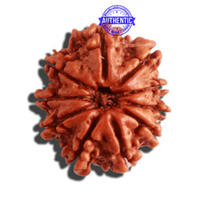 Load image into Gallery viewer, 10 Mukhi Nepalese Rudraksha - Bead No. 325
