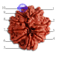 Load image into Gallery viewer, 10 Mukhi Nepalese Rudraksha - Bead No. 326