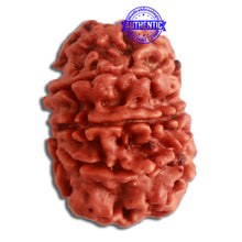 Load image into Gallery viewer, 10 Mukhi Nepalese Rudraksha - Bead No 326