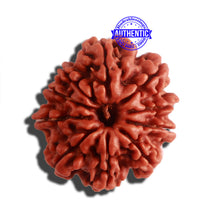 Load image into Gallery viewer, 10 Mukhi Nepalese Rudraksha - Bead No 327